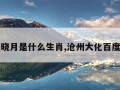 明湖晓月是什么生肖,沧州大化百度百科