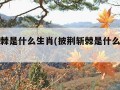 披荆斩棘是什么生肖(披荆斩棘是什么生肖动?)