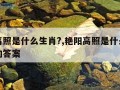 艳阳高照是什么生肖?,艳阳高照是什么生肖准确的答案