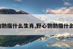 野心勃勃指什么生肖,野心勃勃指什么生肖?