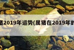 属猪2019年运势(属猪在2019年的运势)