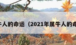 属牛人的命运（2021年属牛人的命运）