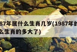 1987年属什么生肖几岁(1987年的属什么生肖的多大了)