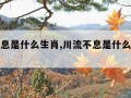 川流不息是什么生肖,川流不息是什么生肖动物