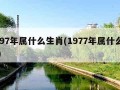 1997年属什么生肖(1977年属什么生肖)