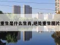 绝处重生是什么生肖,绝处重生图片大全